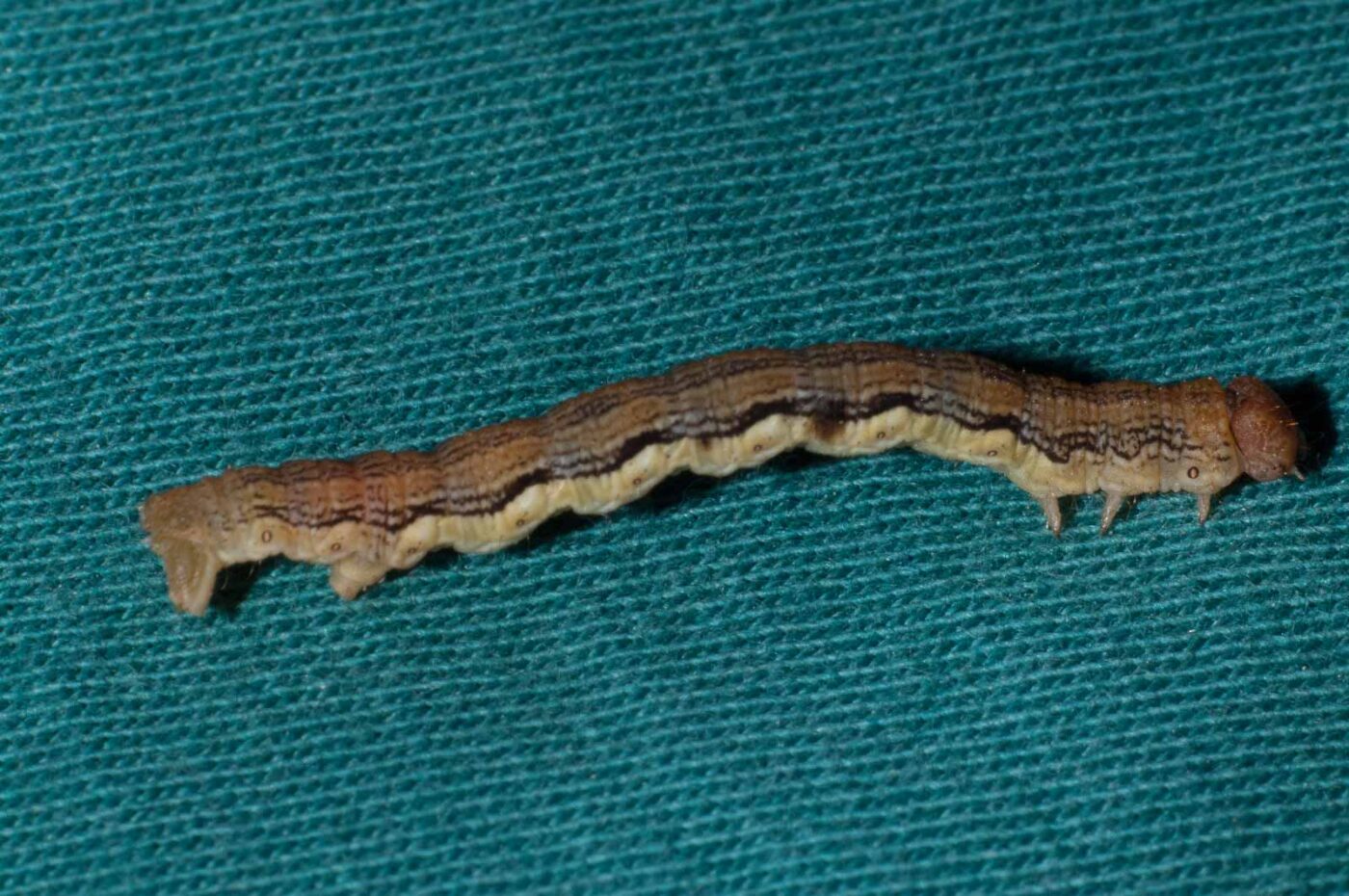 2018-05-15 - NSG Brinksknapp Recklinghausen