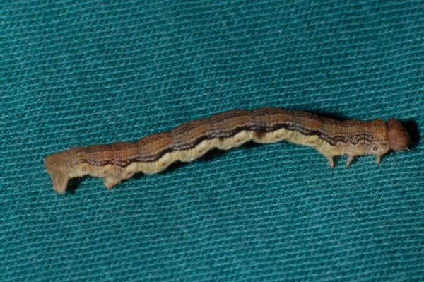 2018-05-15 - NSG Brinksknapp Recklinghausen