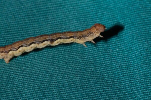 2018-05-15 - NSG Brinksknapp Recklinghausen