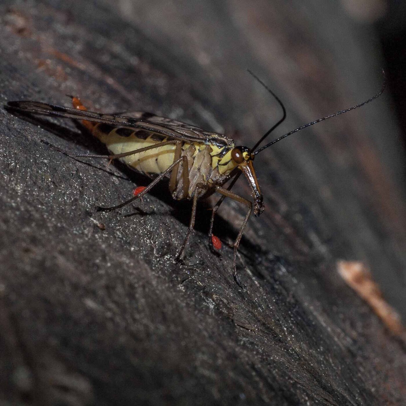 2018-05-15 - NSG Brinksknapp Recklinghausen