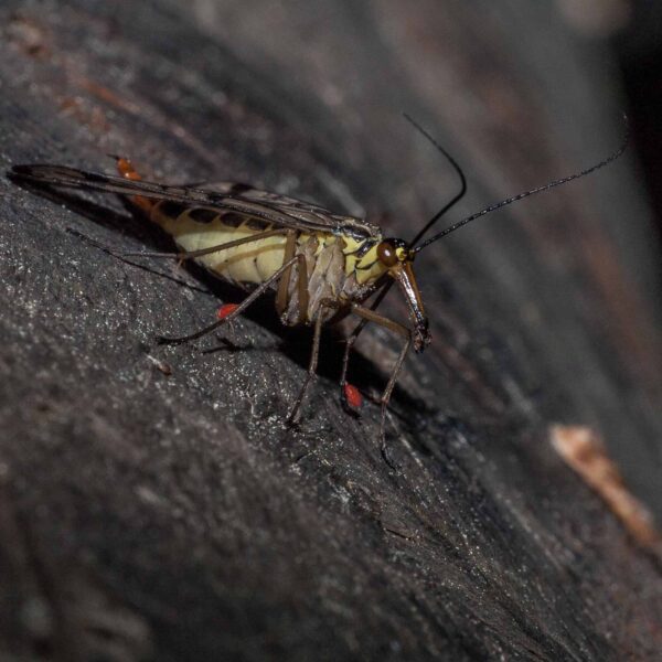 2018-05-15 - NSG Brinksknapp Recklinghausen