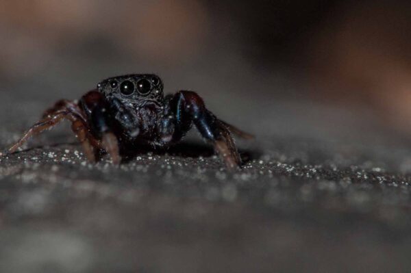 2018-05-15 - NSG Brinksknapp Recklinghausen