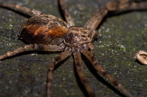 2018-05-15 - NSG Brinksknapp Recklinghausen