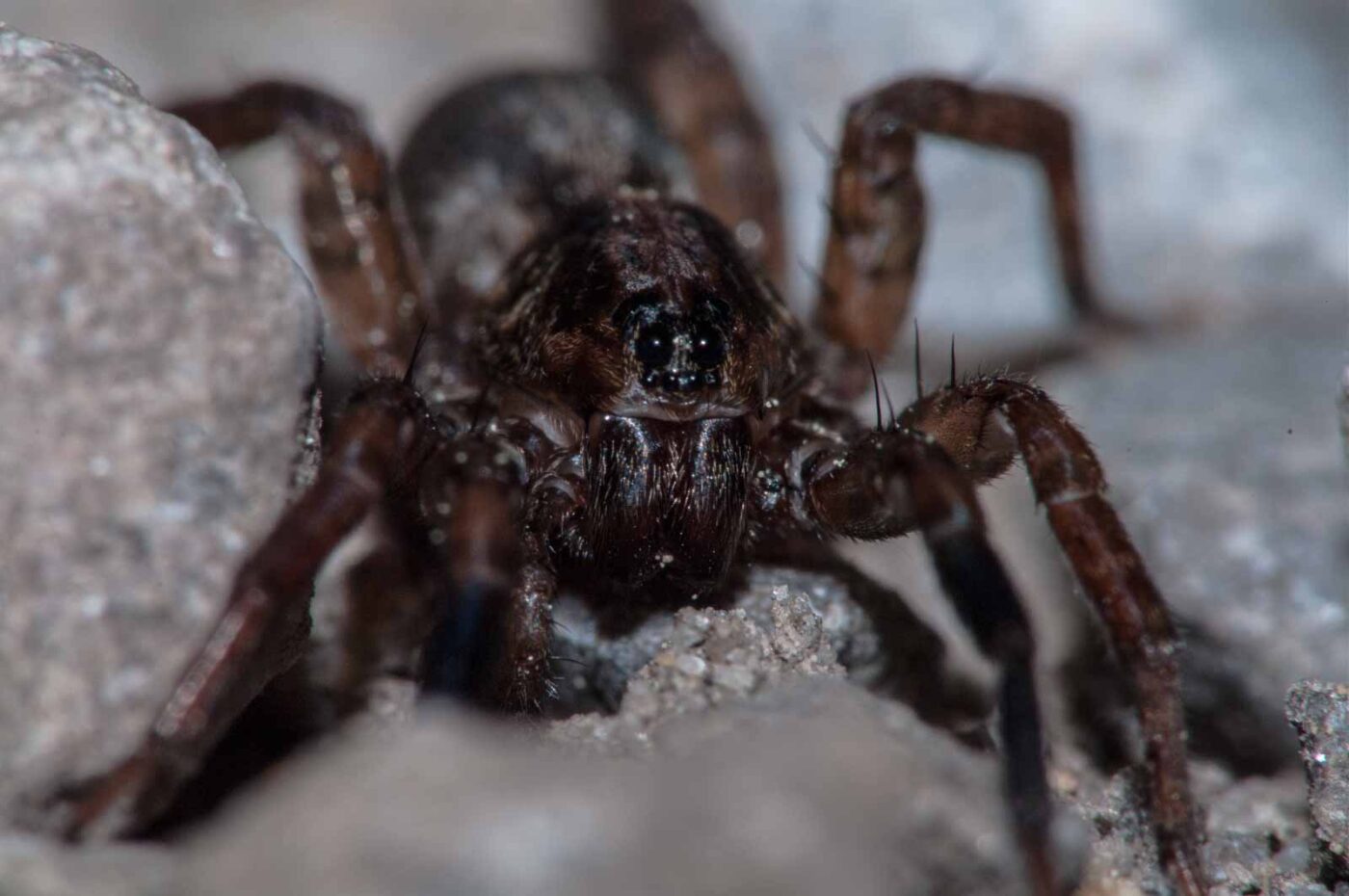 2018-05-15 - NSG Brinksknapp Recklinghausen