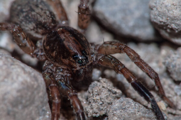 2018-05-15 - NSG Brinksknapp Recklinghausen