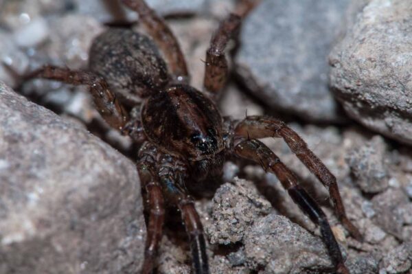 2018-05-15 - NSG Brinksknapp Recklinghausen