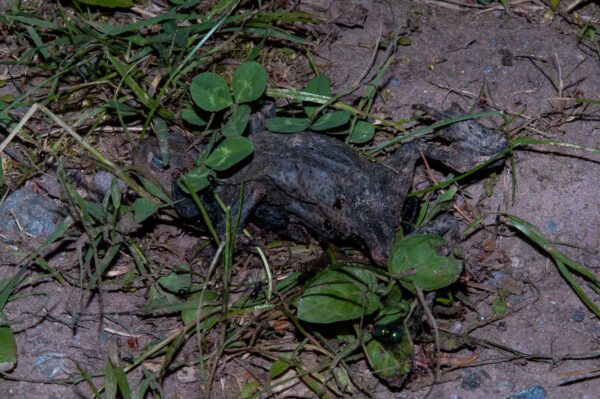 2018-05-15 - NSG Brinksknapp Recklinghausen