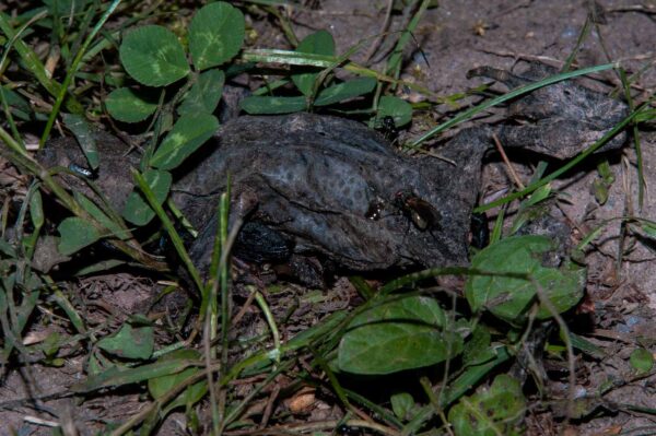 2018-05-15 - NSG Brinksknapp Recklinghausen