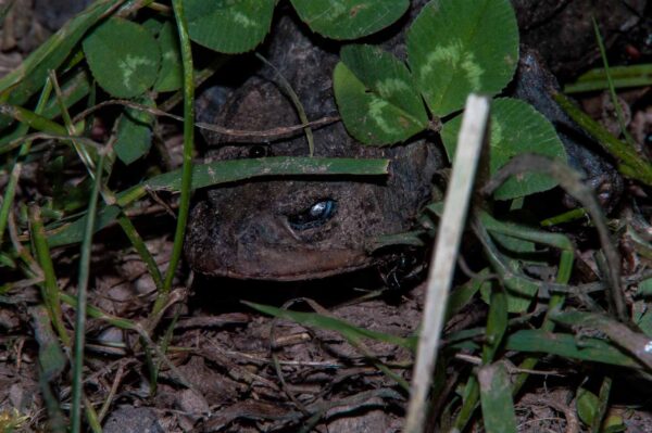 2018-05-15 - NSG Brinksknapp Recklinghausen