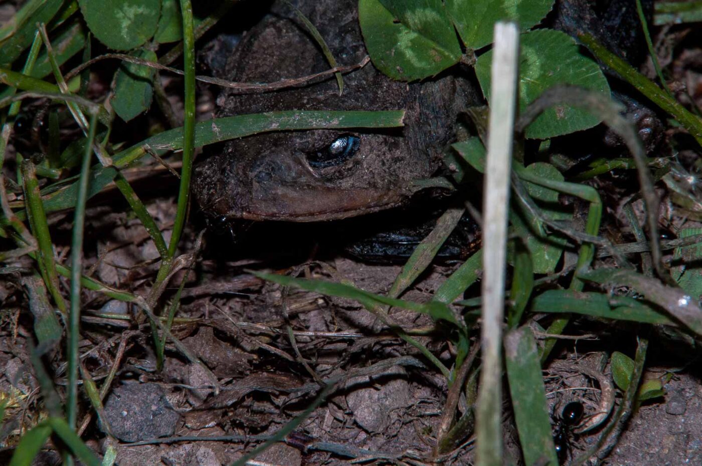 2018-05-15 - NSG Brinksknapp Recklinghausen