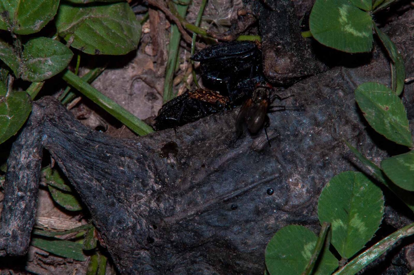 2018-05-15 - NSG Brinksknapp Recklinghausen