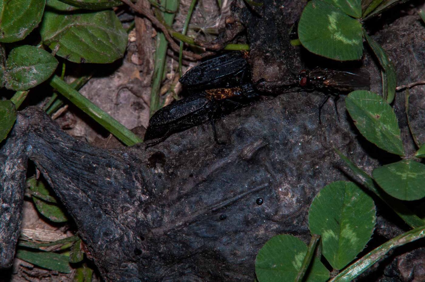 2018-05-15 - NSG Brinksknapp Recklinghausen