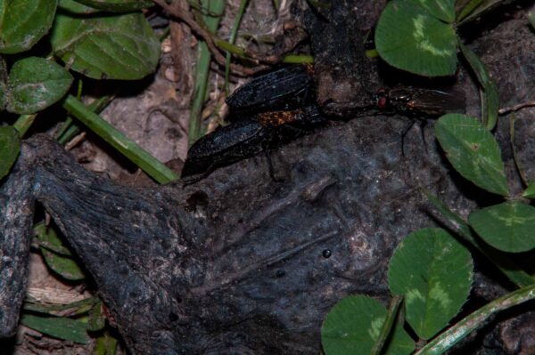 2018-05-15 - NSG Brinksknapp Recklinghausen