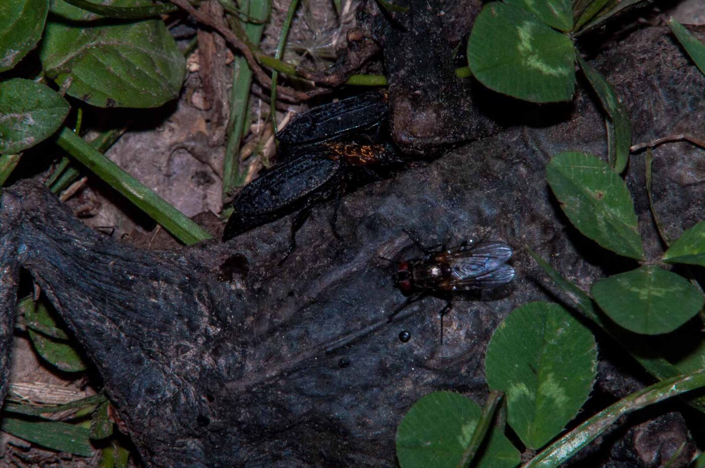 2018-05-15 - NSG Brinksknapp Recklinghausen