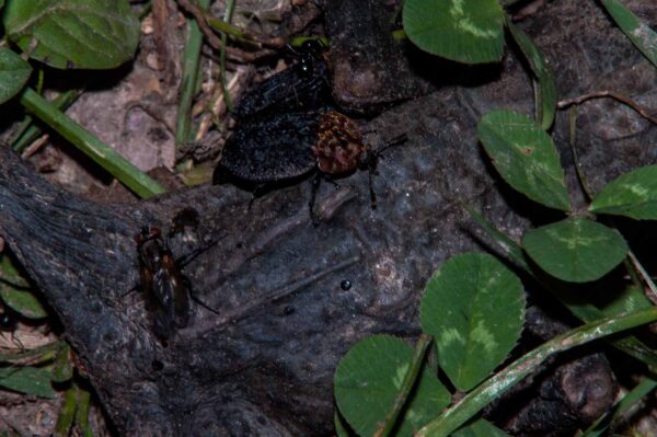 2018-05-15 - NSG Brinksknapp Recklinghausen