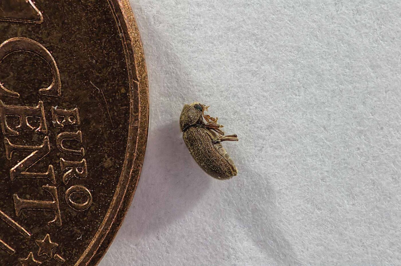 2018-05-19 - RE-Sidenzia - HolyHalla