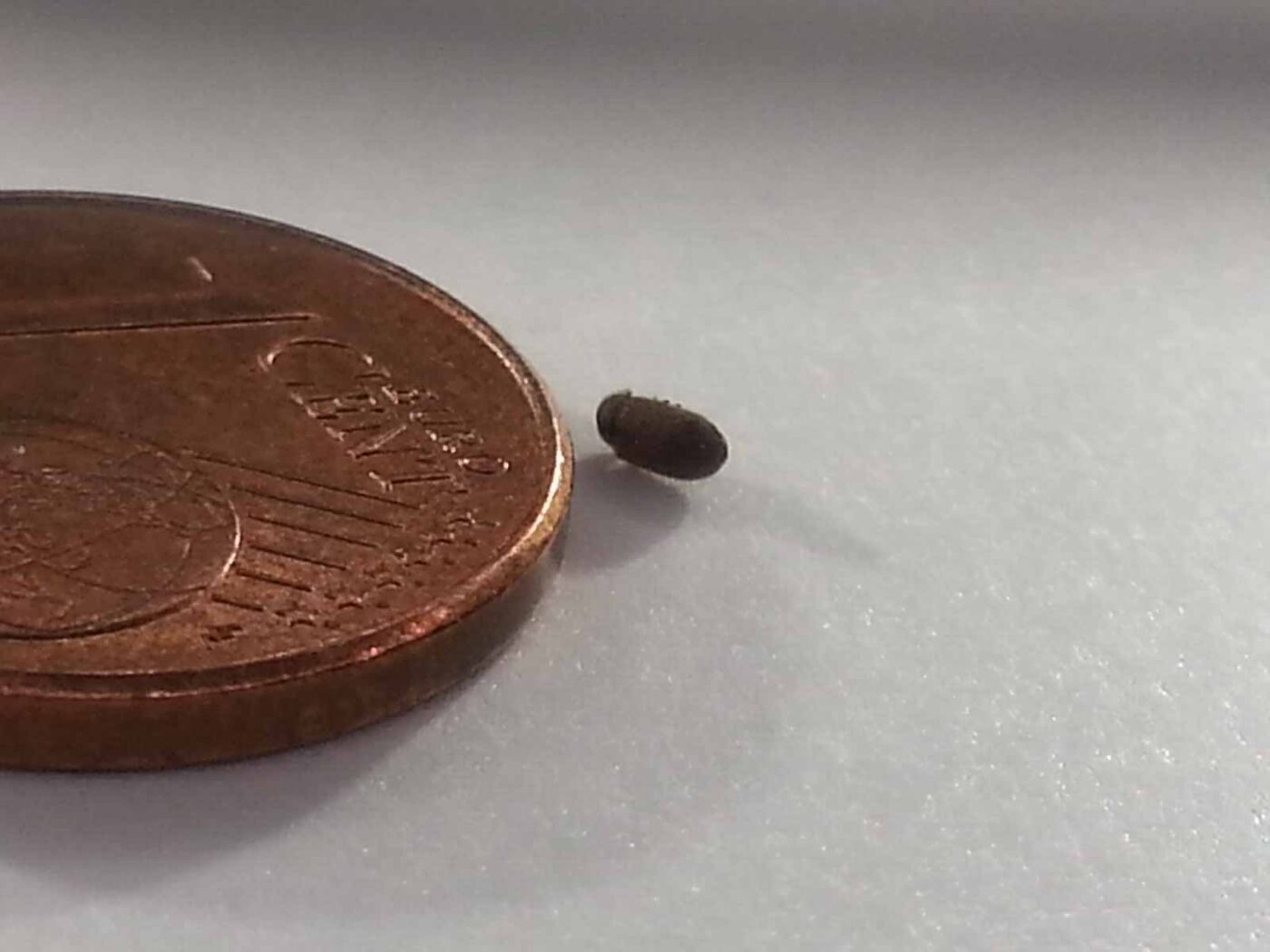 2018-05-19 - RE-Sidenzia - HolyHalla