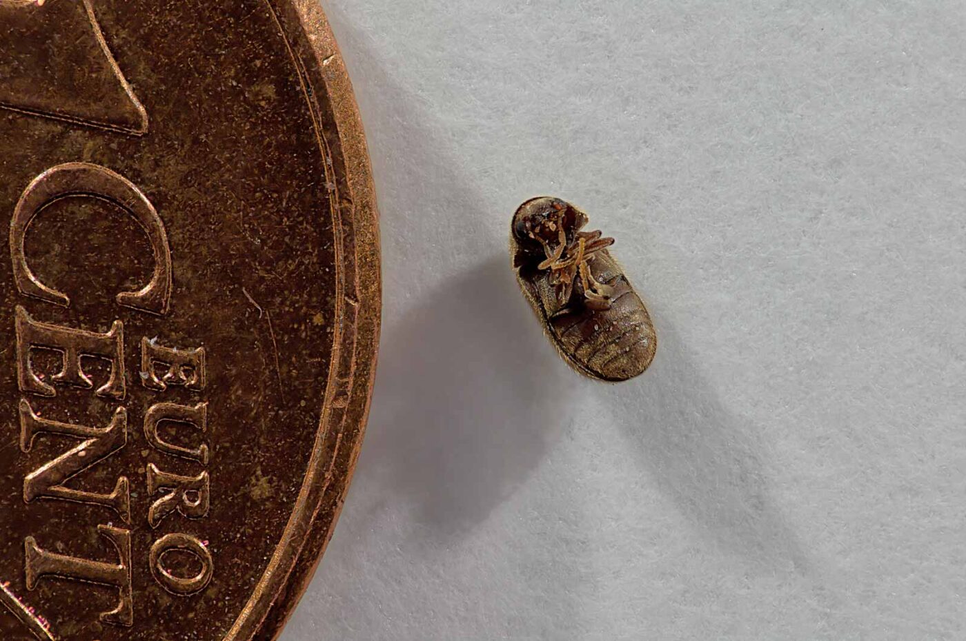 2018-05-19 - RE-Sidenzia - HolyHalla