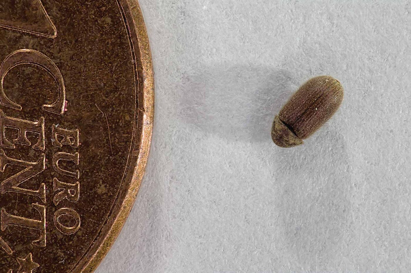 2018-05-19 - RE-Sidenzia - HolyHalla