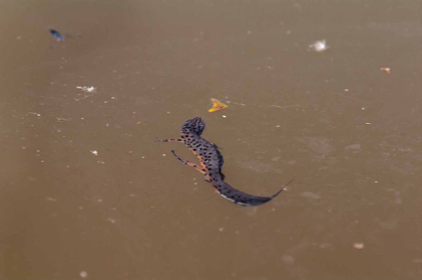 2018-05-20 - NSG Halde Pluto