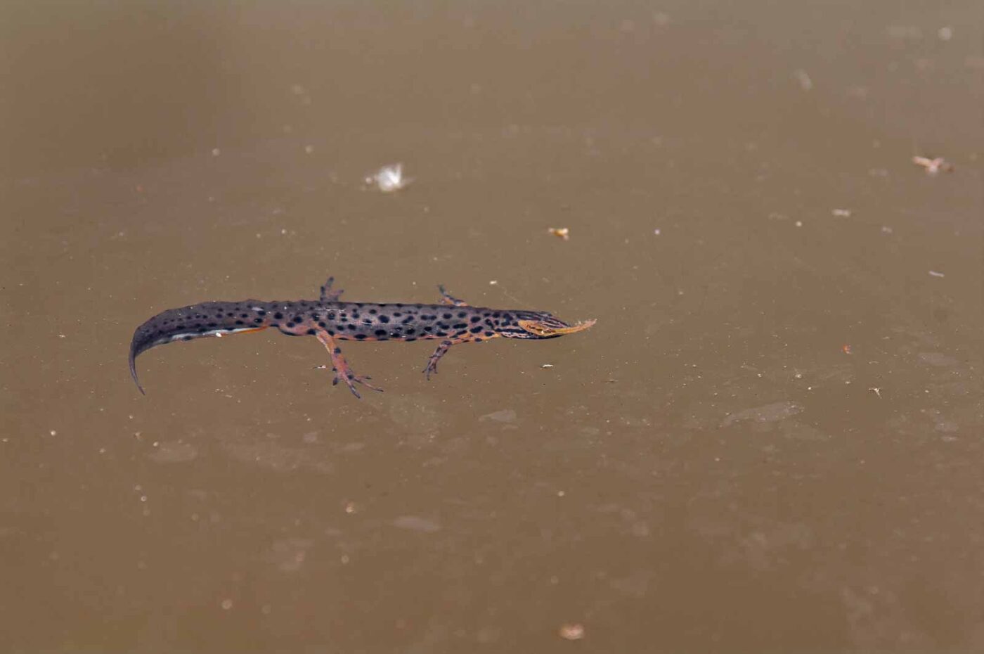 2018-05-20 - NSG Halde Pluto