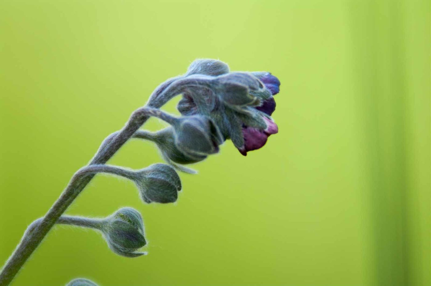 2018-05-20 - NSG Halde Pluto