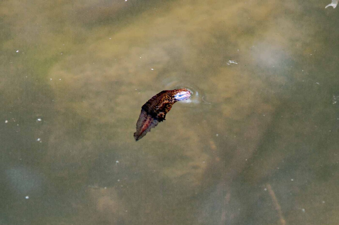 2018-05-20 - NSG Halde Pluto