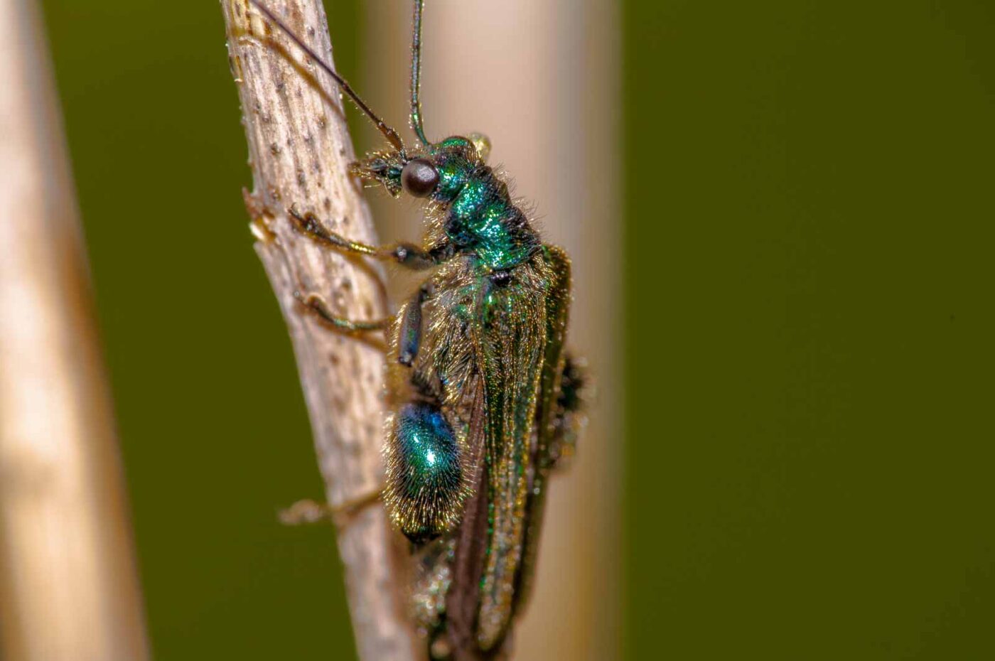 2018-05-20 - NSG Halde Pluto