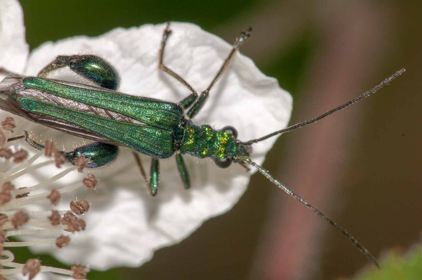 2018-05-20 - NSG Halde Pluto