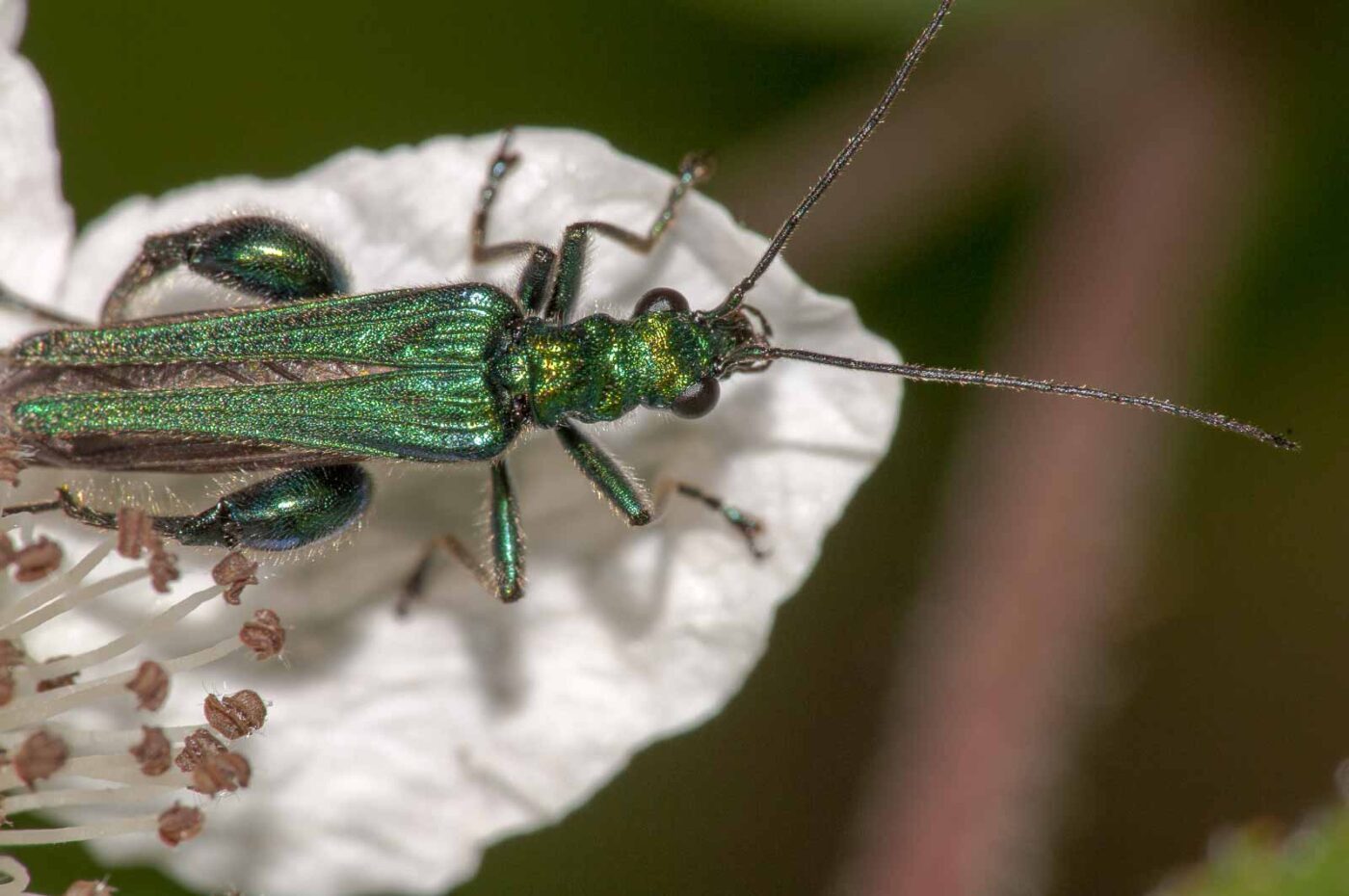 2018-05-20 - NSG Halde Pluto