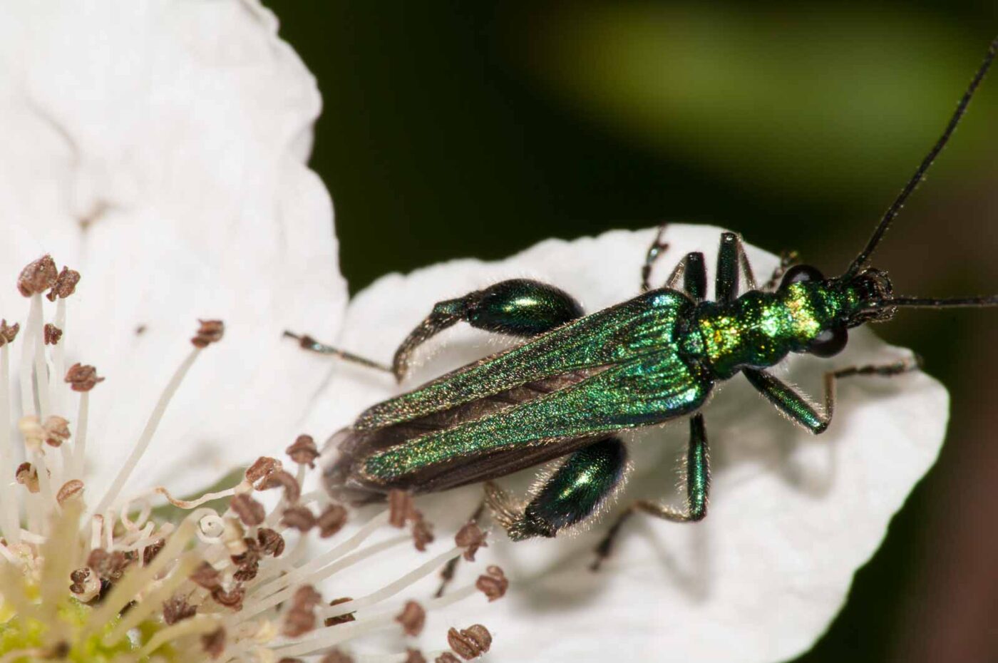 2018-05-20 - NSG Halde Pluto