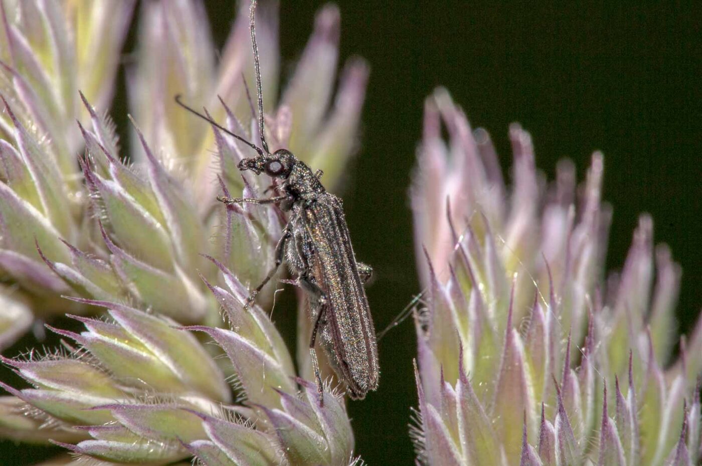 2018-05-20 - NSG Halde Pluto