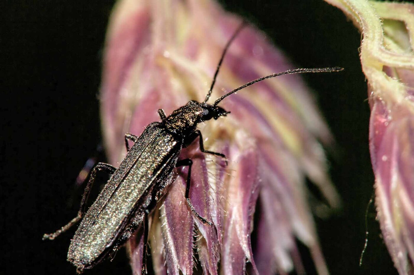 2018-05-20 - NSG Halde Pluto