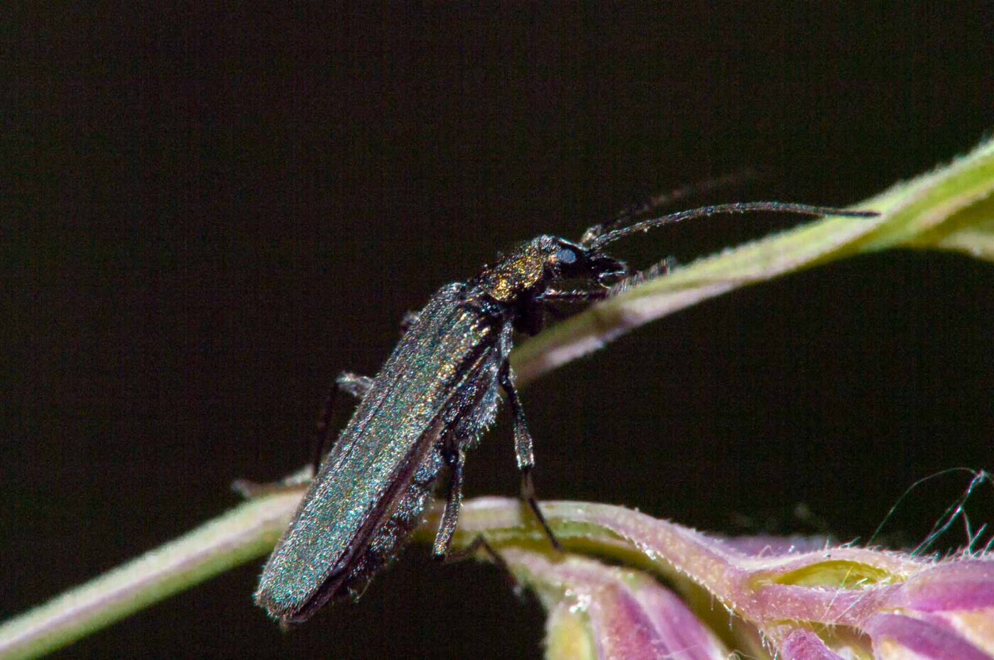 2018-05-20 - NSG Halde Pluto