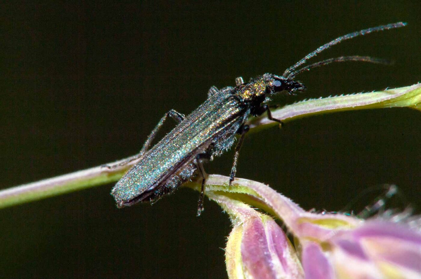 2018-05-20 - NSG Halde Pluto