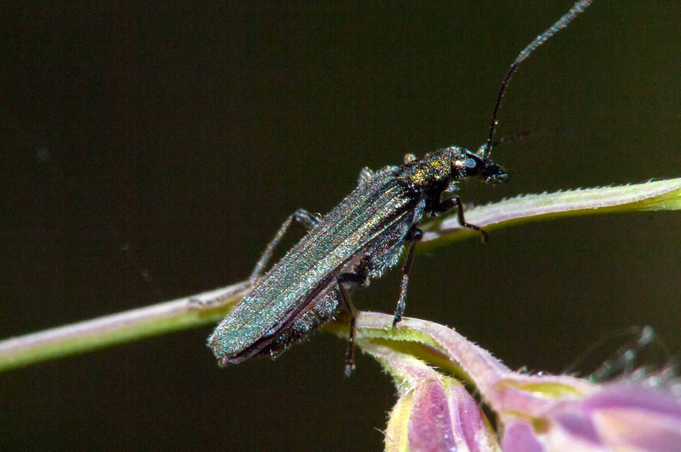 2018-05-20 - NSG Halde Pluto