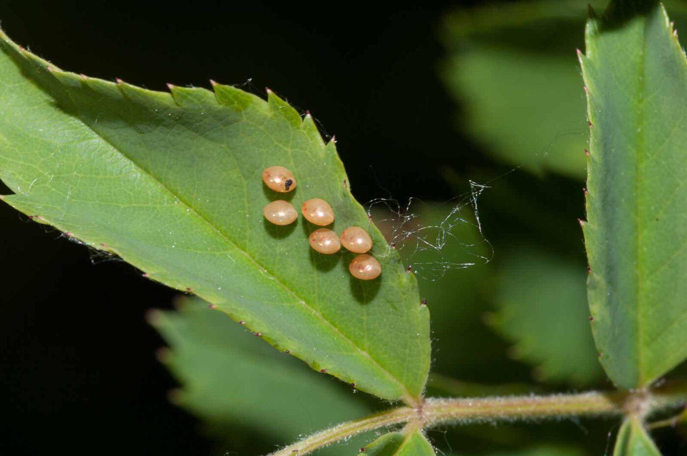 2018-05-20 - NSG Halde Pluto