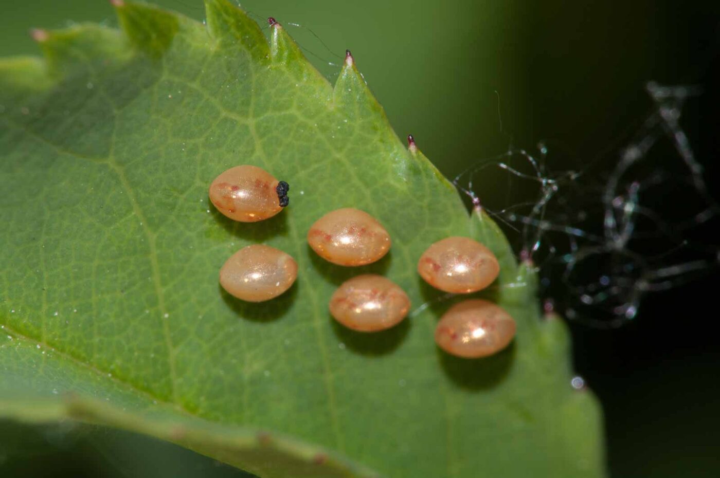 2018-05-20 - NSG Halde Pluto