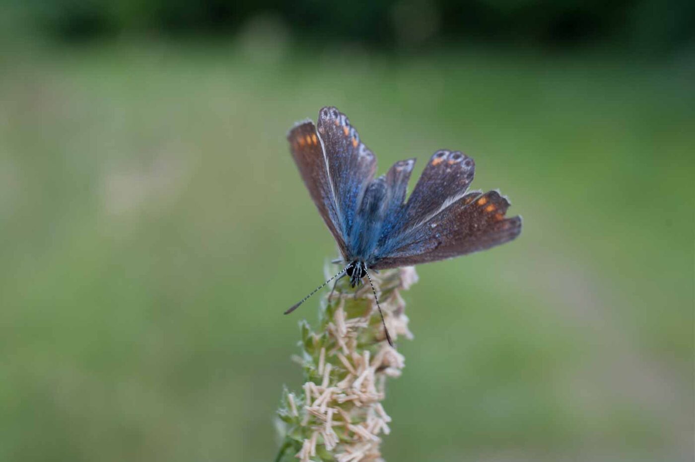 2018-05-25 - NSG Bergehalde Unser-Fritz