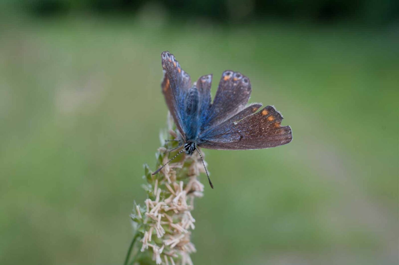2018-05-25 - NSG Bergehalde Unser-Fritz