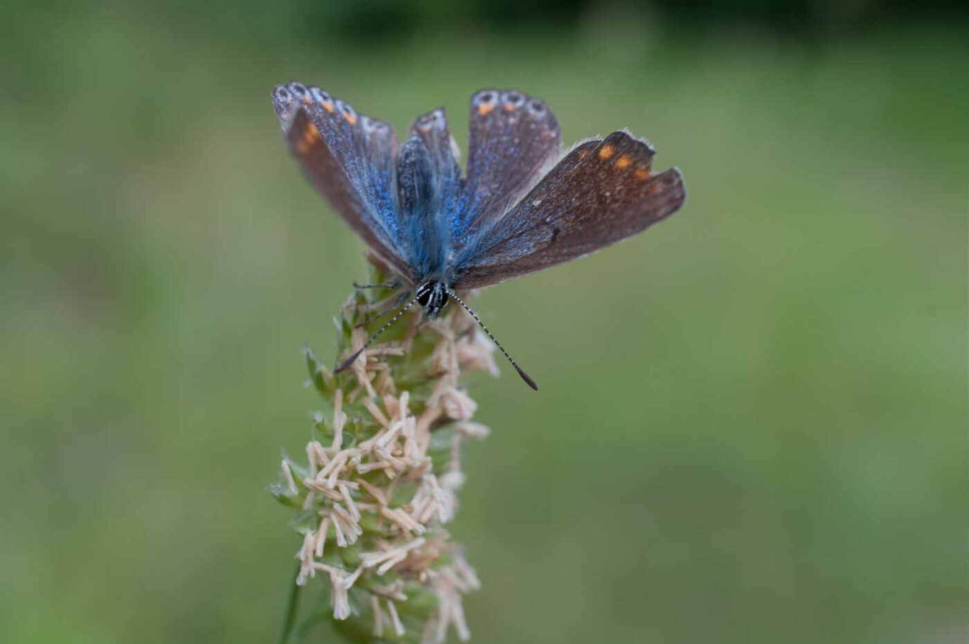 2018-05-25 - NSG Bergehalde Unser-Fritz