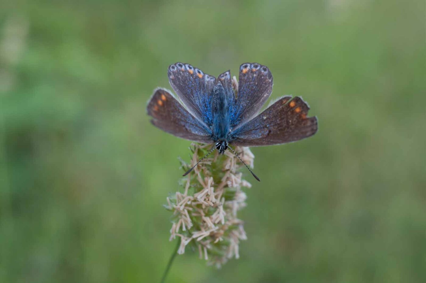 2018-05-25 - NSG Bergehalde Unser-Fritz