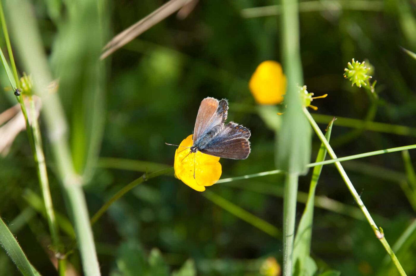 2018-05-25 - NSG Bergehalde Unser-Fritz