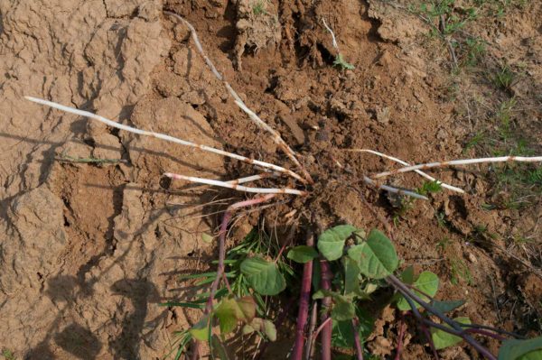 2018-05-25 - NSG Wollkippe (Deponie Becker) HER GE BO