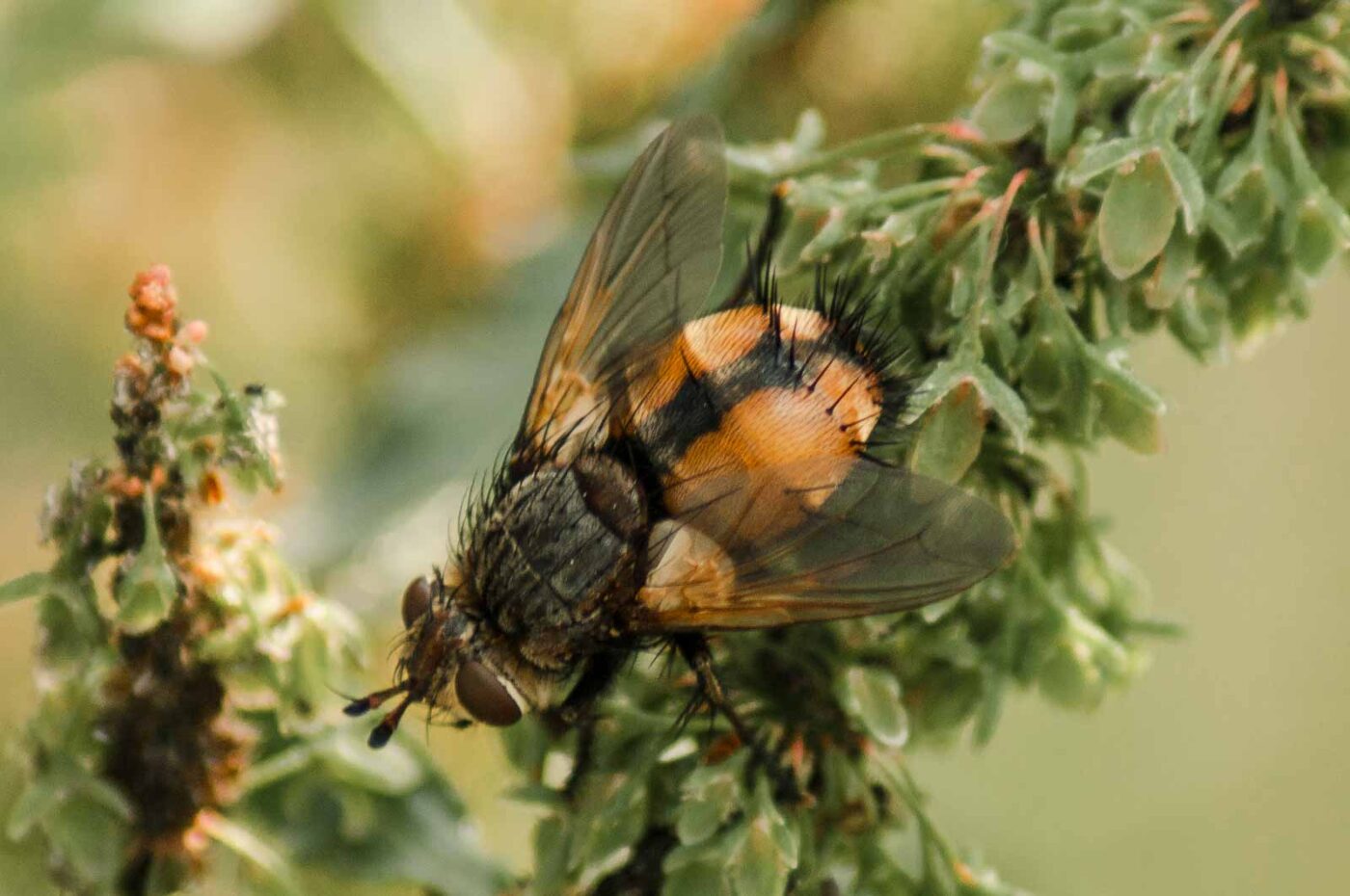 2018-05-26 - NSG Bergehalde Unser-Fritz
