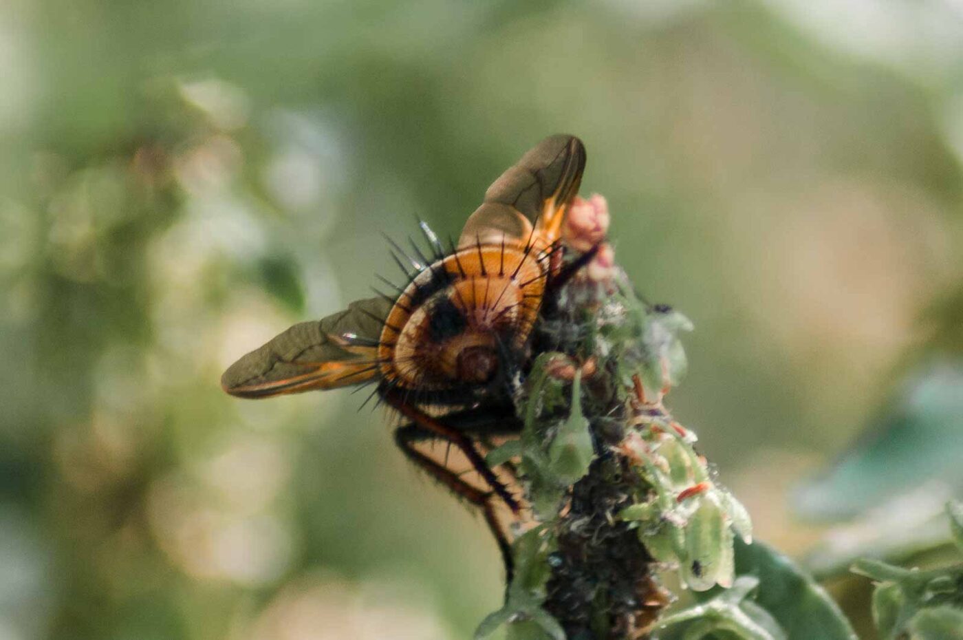 2018-05-26 - NSG Bergehalde Unser-Fritz