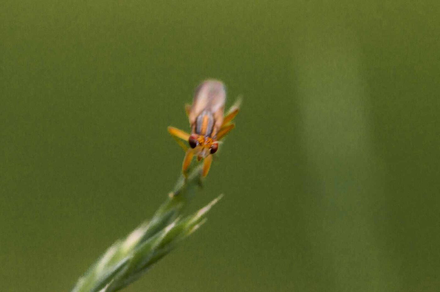 2018-05-26 - NSG Bergehalde Unser-Fritz