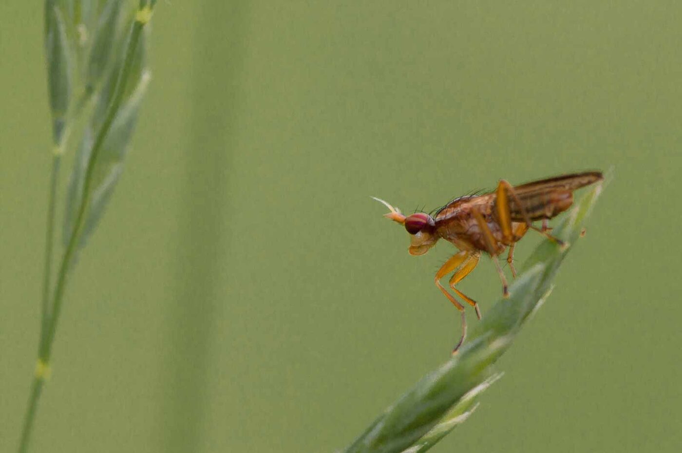 2018-05-26 - NSG Bergehalde Unser-Fritz