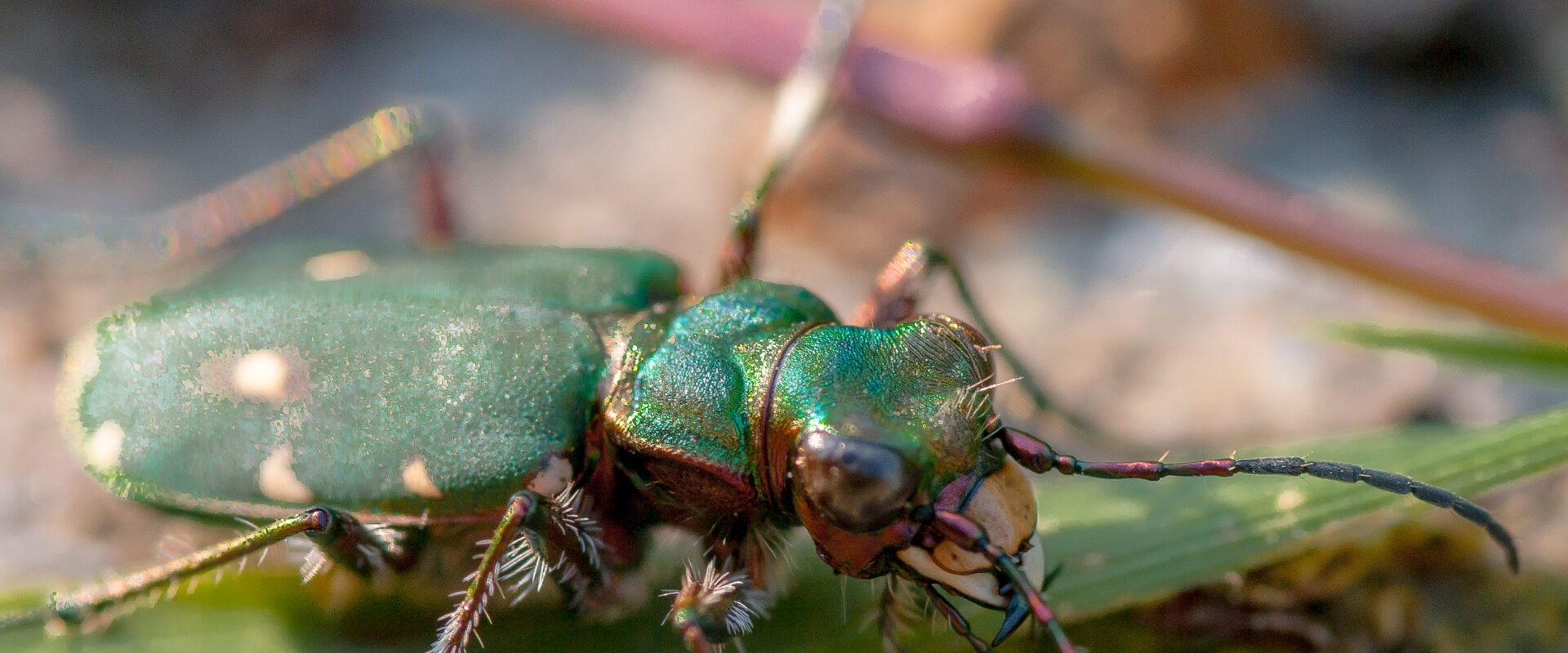 °feld-sandlaufkäfer°