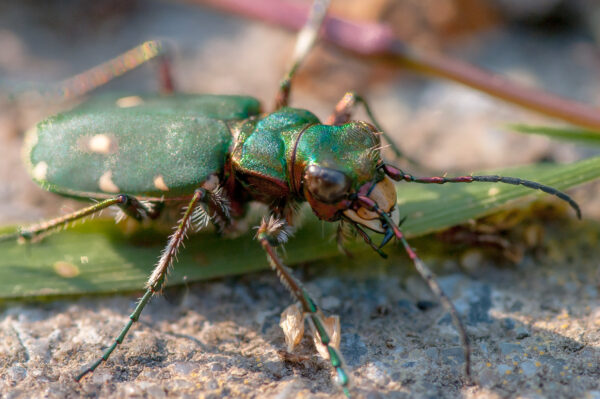 2018-05-26 - NSG Bergehalde Unser-Fritz